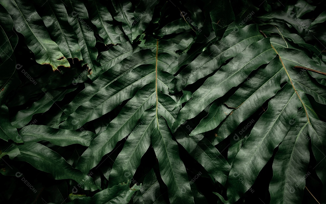 Folhas verdes escuras no jardim. Luz na textura da folha verde.