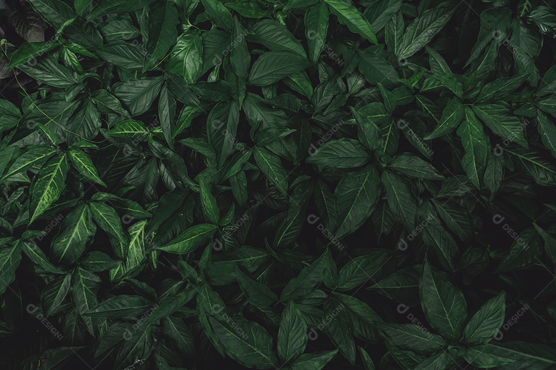 Foco seletivo em folhas verdes escuras no jardim. grau esmeralda