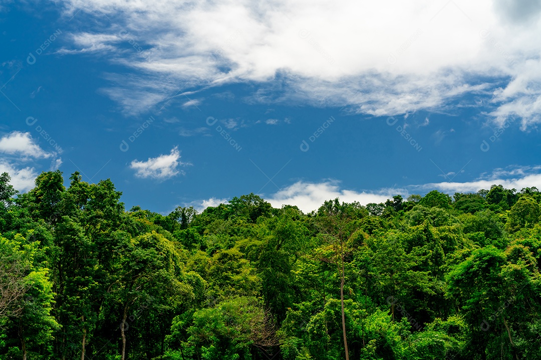 Árvore verde densa na floresta com céu azul e nuvens brancas sobre