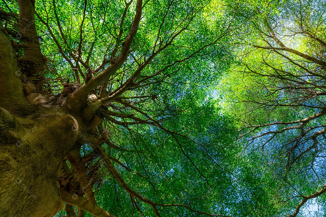 Vista inferior do tronco da árvore para as folhas verdes da grande árvore