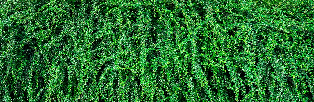 Closeup plantas de cobertura perene. Pequenas folhas verdes na parede de cobertura