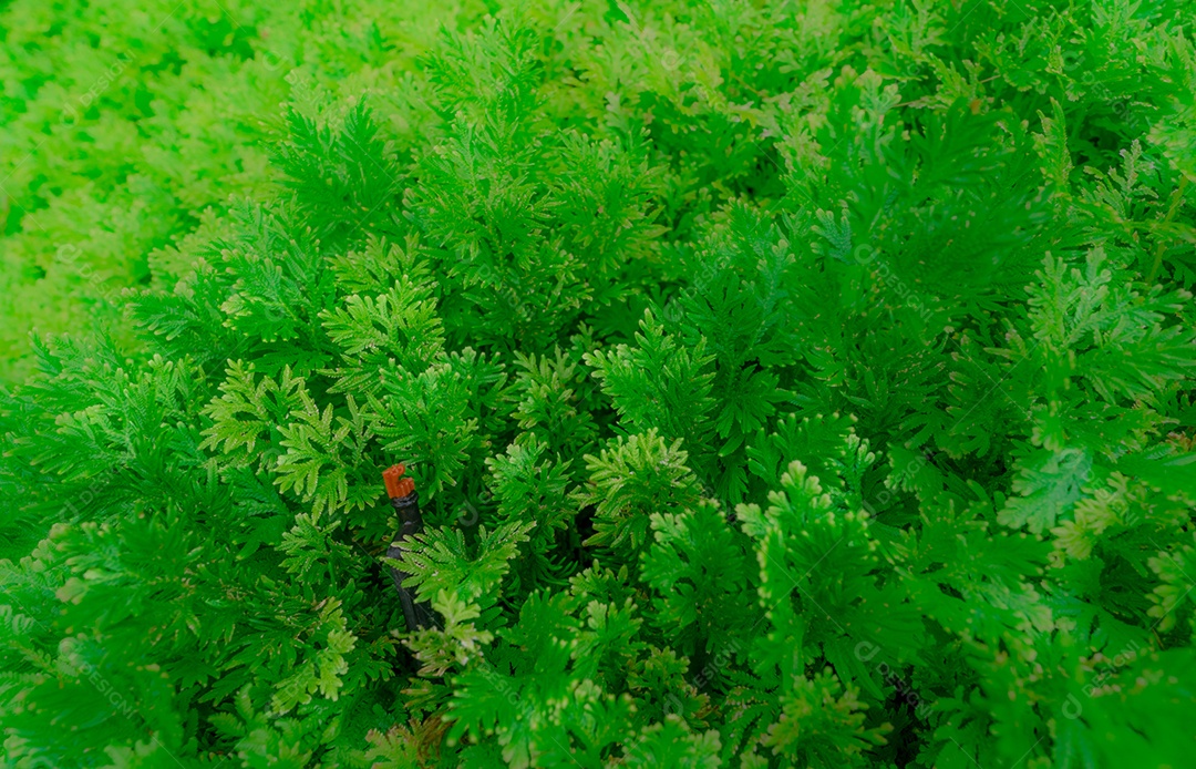 Foco seletivo na folha verde da planta ornamental. lei automática