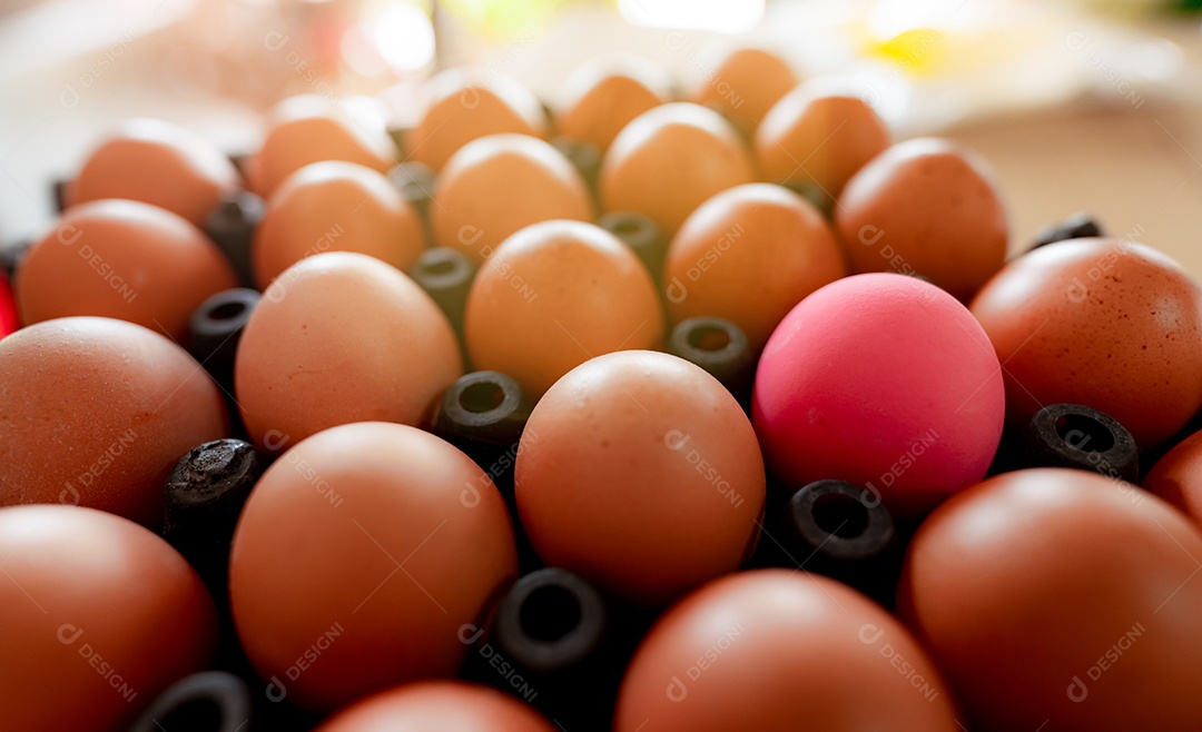 Ovo na bandeja plástica preta na granja. Ovos em caixa.