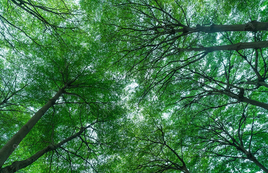 Vista inferior do tronco da árvore para as folhas verdes da árvore em floresta tropical
