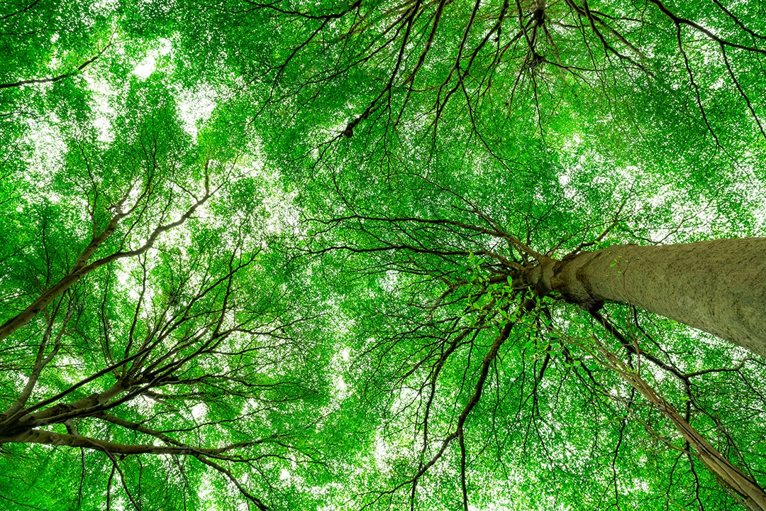 Vista inferior do tronco da árvore para as folhas verdes da árvore em floresta tropical