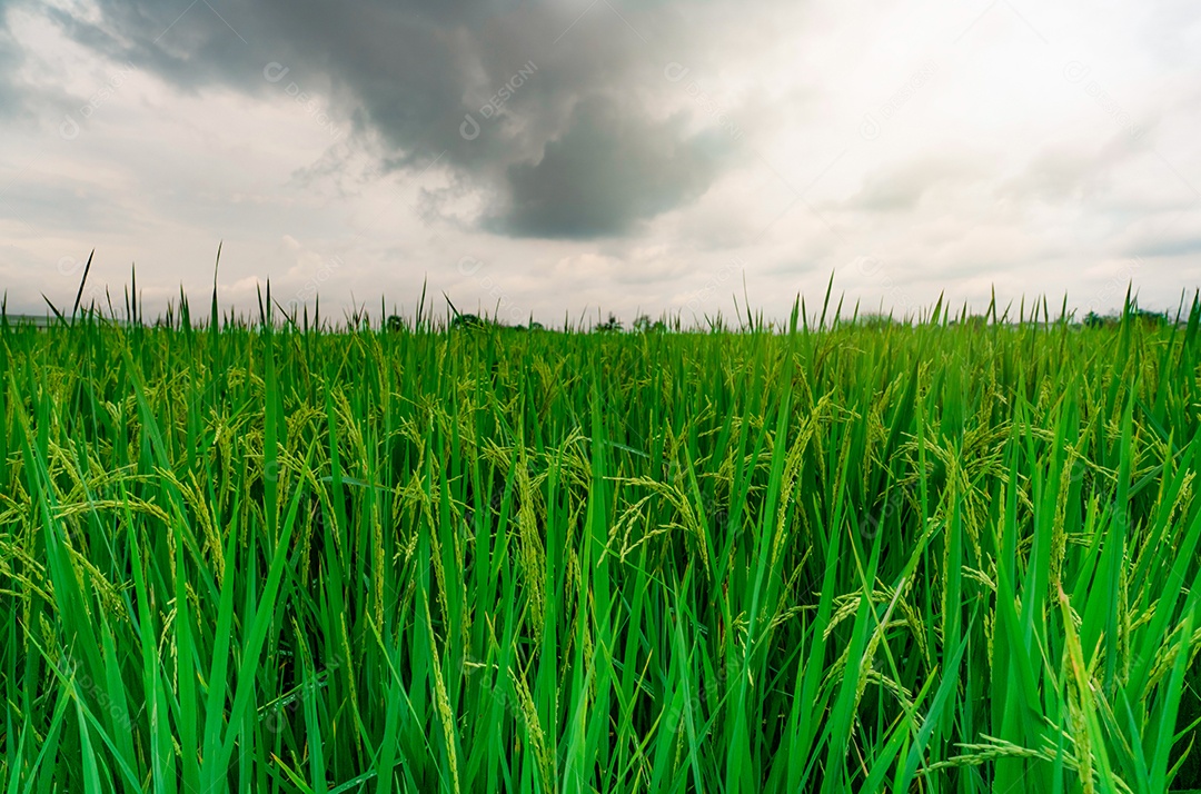 Arrozal verde. Plantação de arroz. Fazenda de arroz de jasmim orgânico na Ásia.