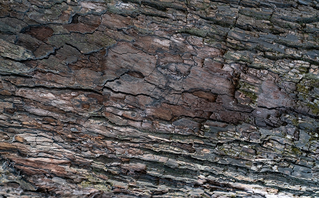 Velho fundo de textura de casca de árvore. Resumo de pele de madeira cinza e marrom