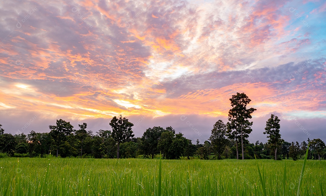 Paisagem da fazenda agrícola com o céu do nascer do sol. plantação de arroz