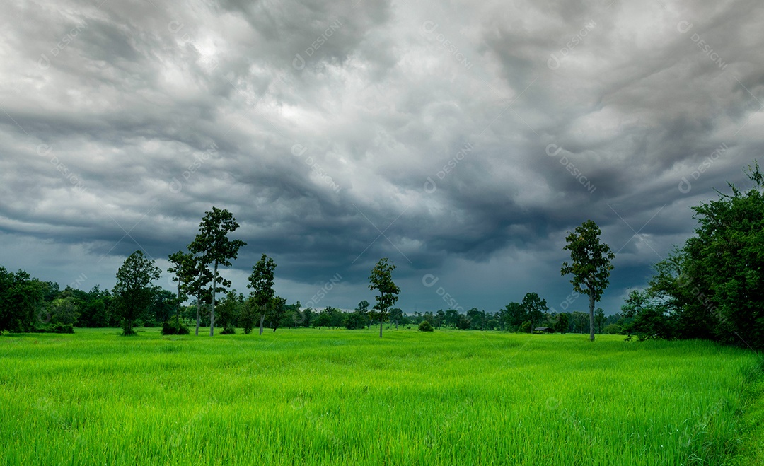 Paisagem da fazenda agrícola com céu tempestuoso. campo de arroz verde