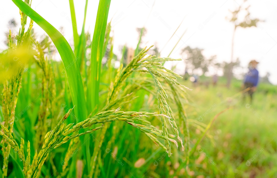 Foco seletivo na espiga de arroz em borrão agricultor e campo de grama.