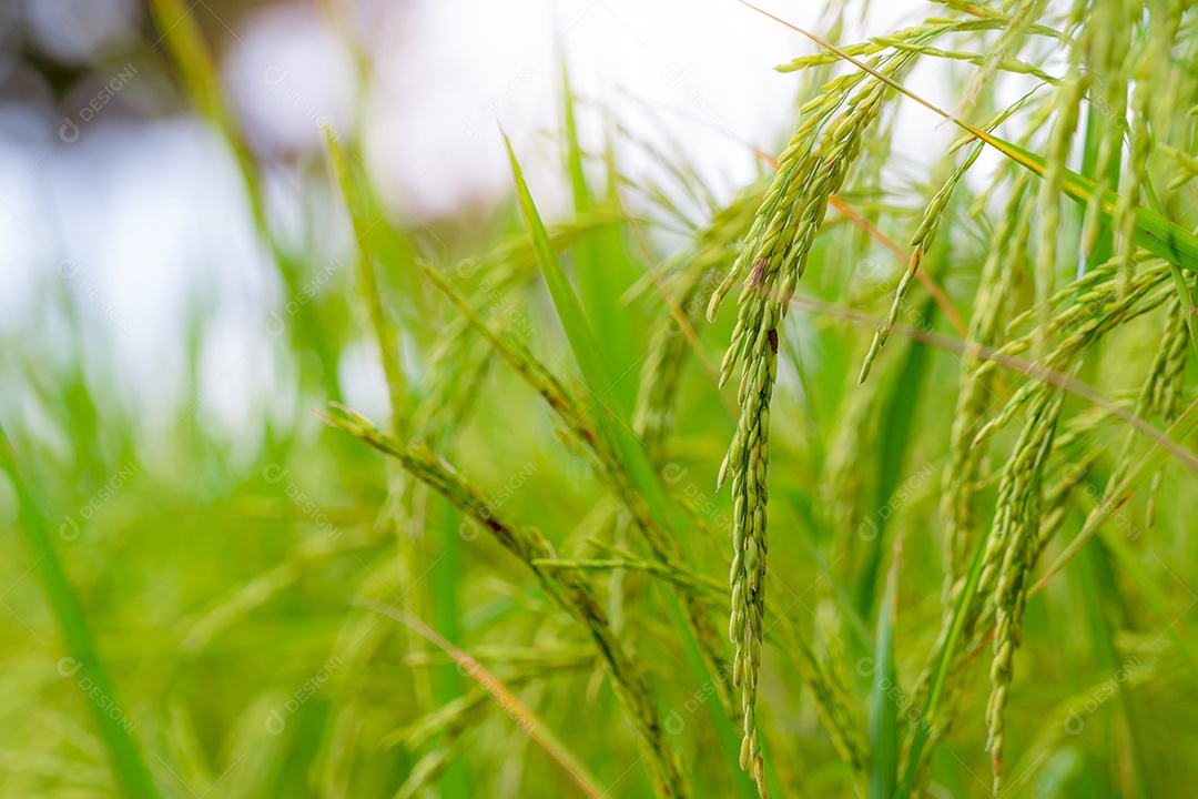 Foco seletivo na orelha do arroz. Campo de arroz verde. Plantação de arroz