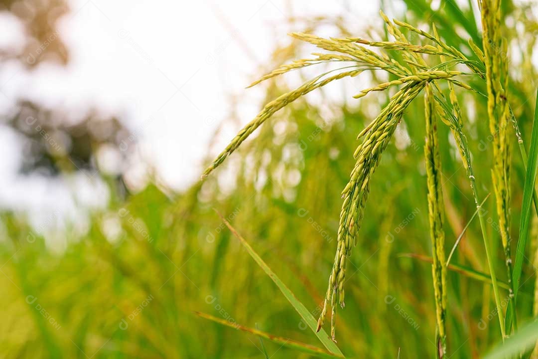 Foco seletivo na orelha do arroz. Campo de arroz verde. Plantação de arroz