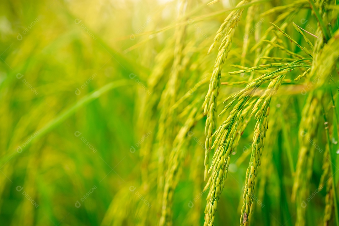 Foco seletivo na orelha do arroz. Campo de arroz verde. Plantação de arroz