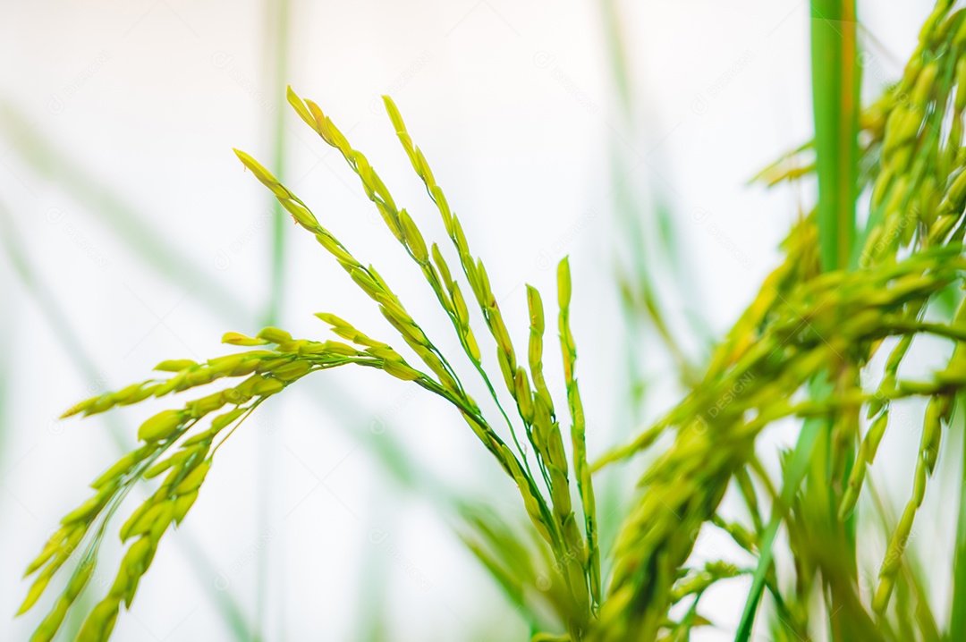 Foco seletivo na orelha do arroz. Fazenda de arroz orgânico na Ásia. Arroz