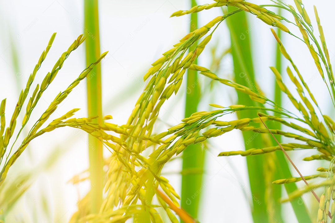 Foco seletivo na orelha do arroz. Semente de close. Plantação de arroz.