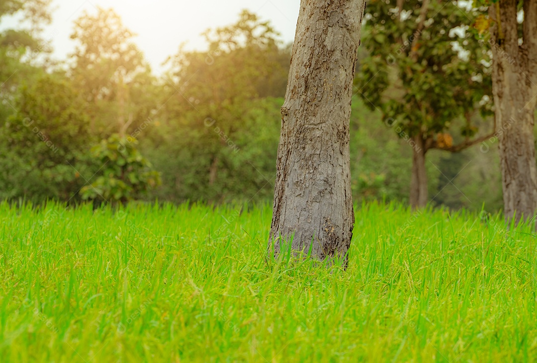 Árvore em um campo de arroz em Ubon Ratchathani, Tailândia. plantação de arroz