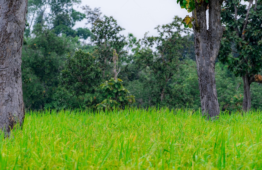 Árvores em um campo de arroz em Ubon Ratchathani, Tailândia. planta de arroz