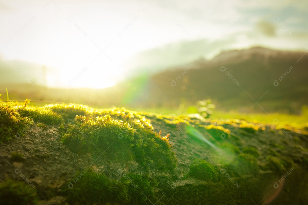 Pequeno musgo verde no fundo desfocado da montanha. Dia do meio ambiente