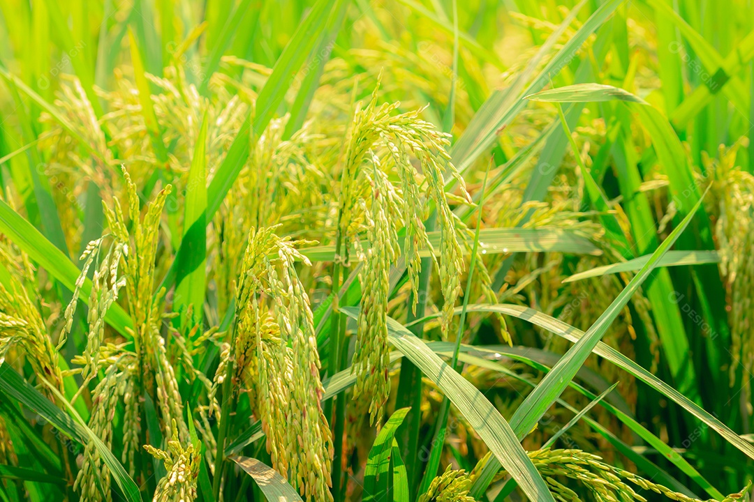 Foco seletivo na orelha do arroz. Campo de arroz verde. Plantação de arroz