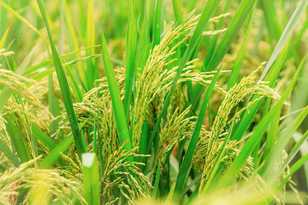 Foco seletivo em arroz e folhas verdes. Plantação de arroz.