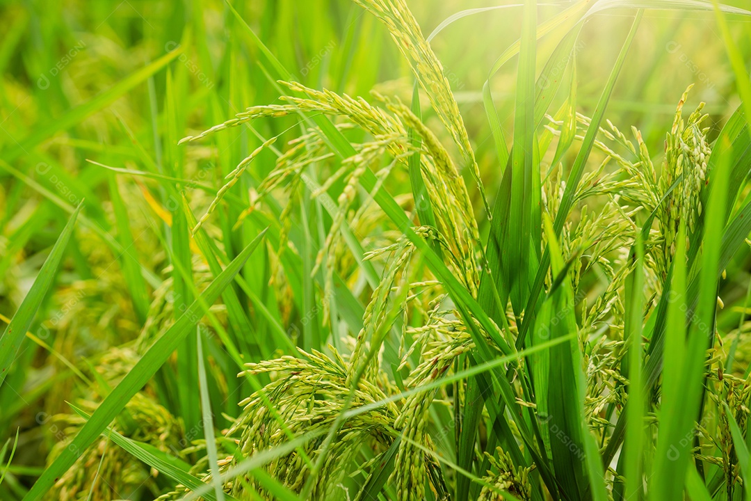 Foco seletivo na orelha do arroz. Campo de arroz verde. Plantação de arroz