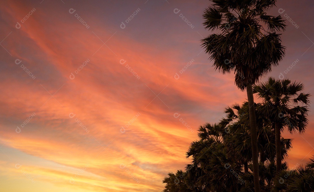 Vista de baixo para cima da palmeira de açúcar contra o pôr do sol laranja e vermelho