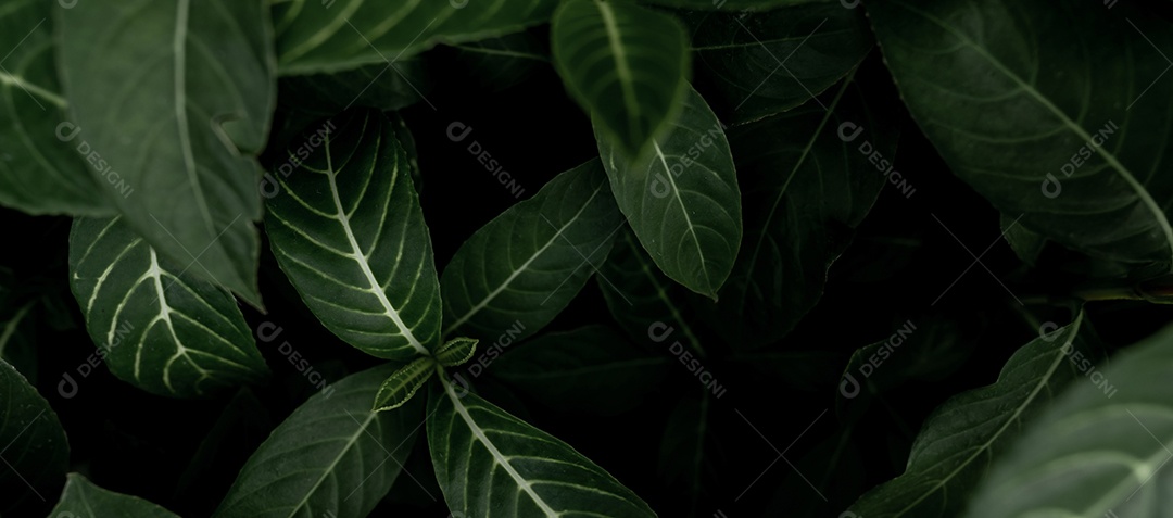 Folhas verdes de vista superior no jardim. Planta de casa de beleza.