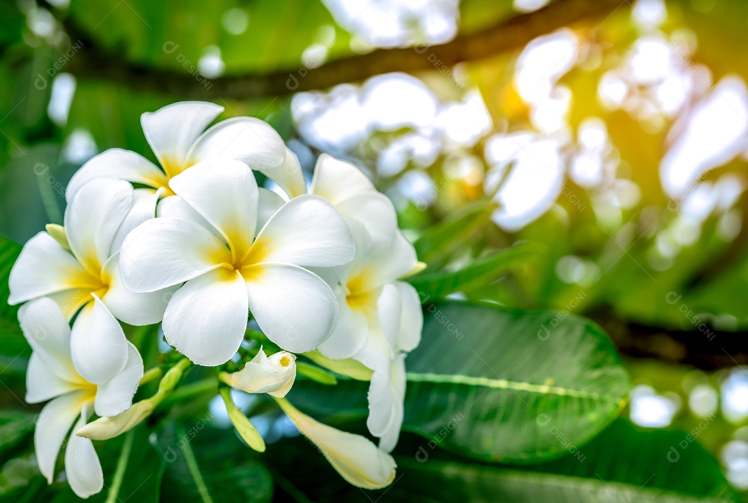 Flor de frangipani (Plumeria alba) com folhas verdes