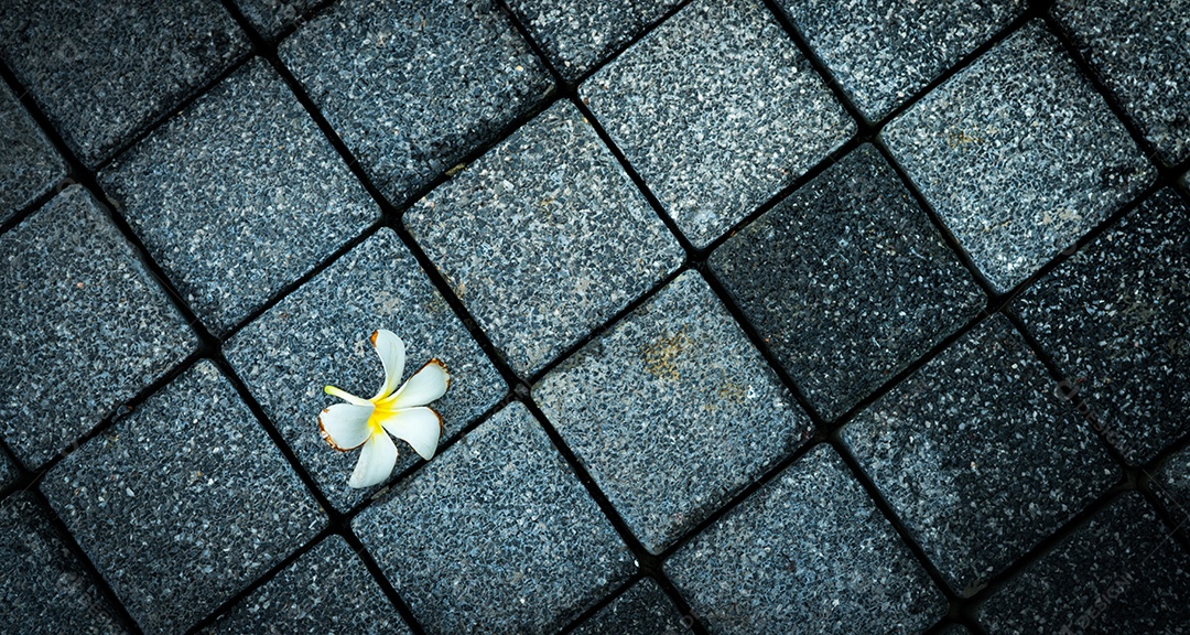 A flor murchou na estrada concreta preta e cinzenta vazia.