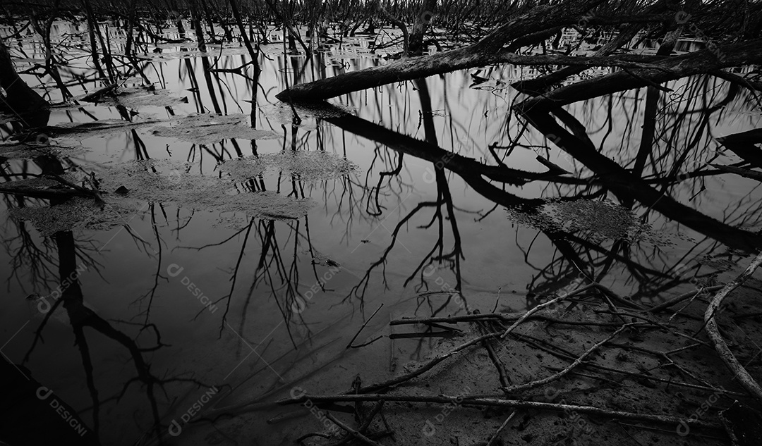 Árvore morta em floresta de mangue degradada. Crise ambiental