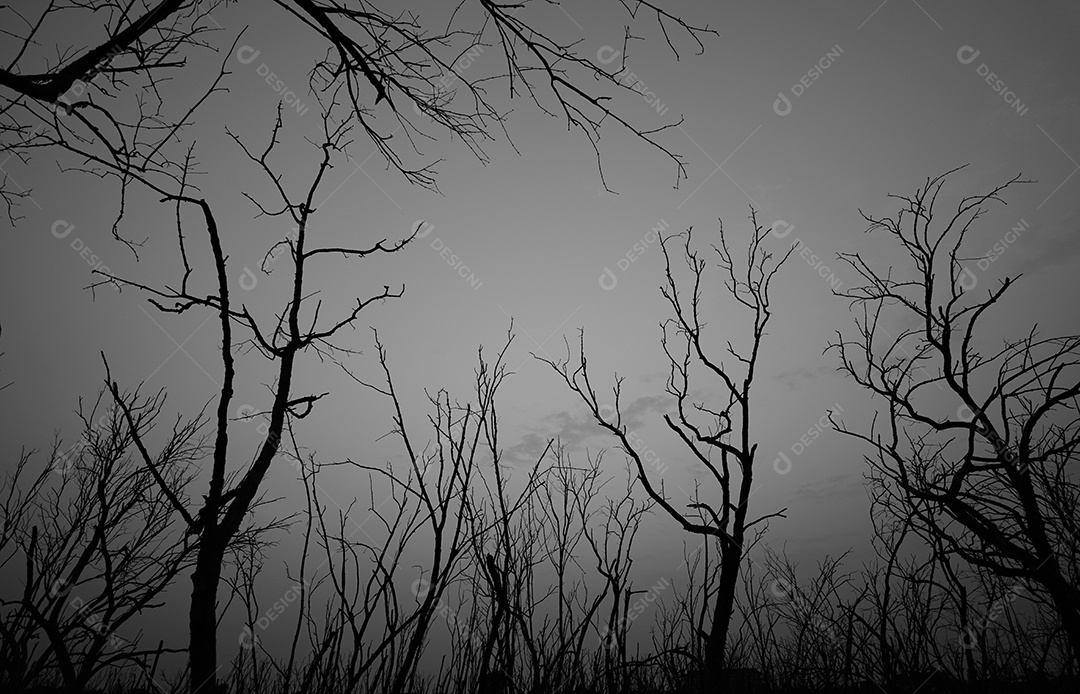 Visão de ângulo baixo da silhueta da árvore morta contra o céu dramático escuro