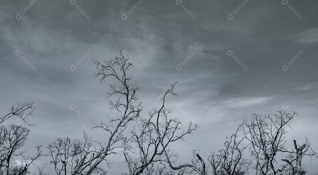 Mostre em silhueta a árvore morta no céu dramático escuro e nas nuvens brancas