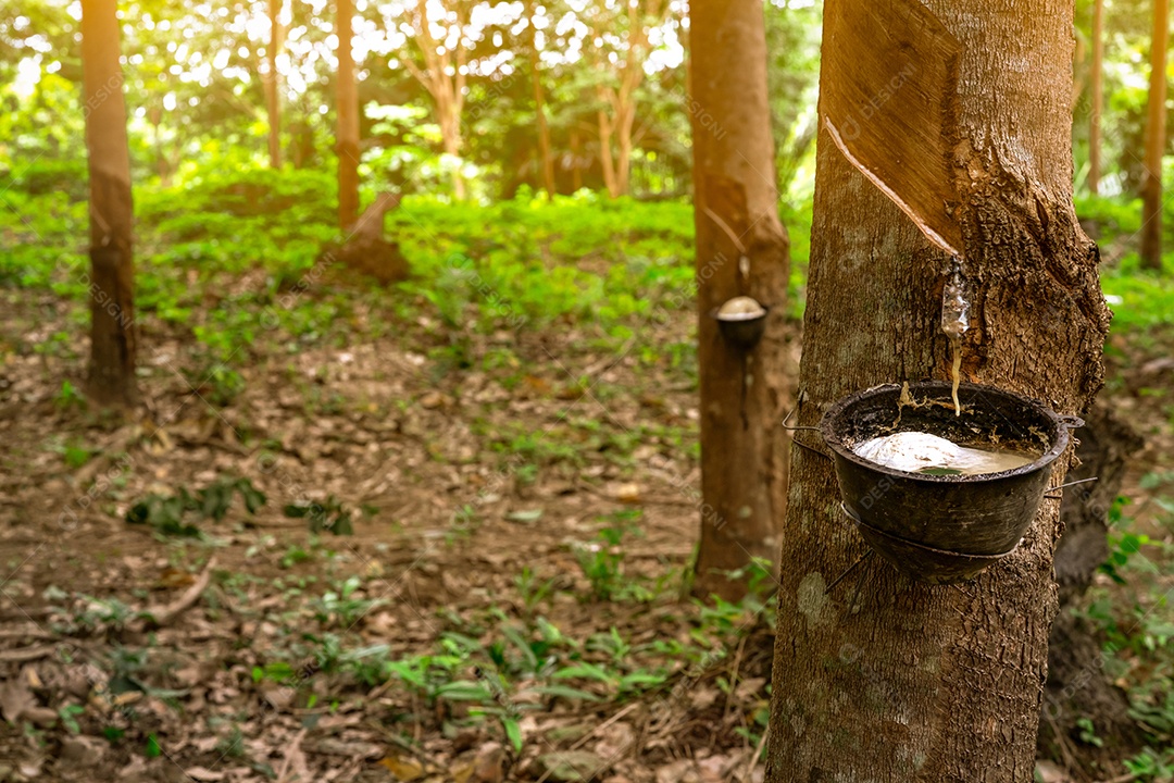 Plantação de seringueiras. Batida de borracha no jardim da seringueira