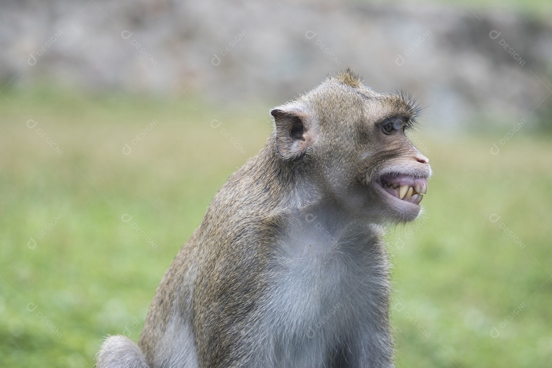 Retrato de macaco sorrindo e rindo. surto de varíola dos macacos