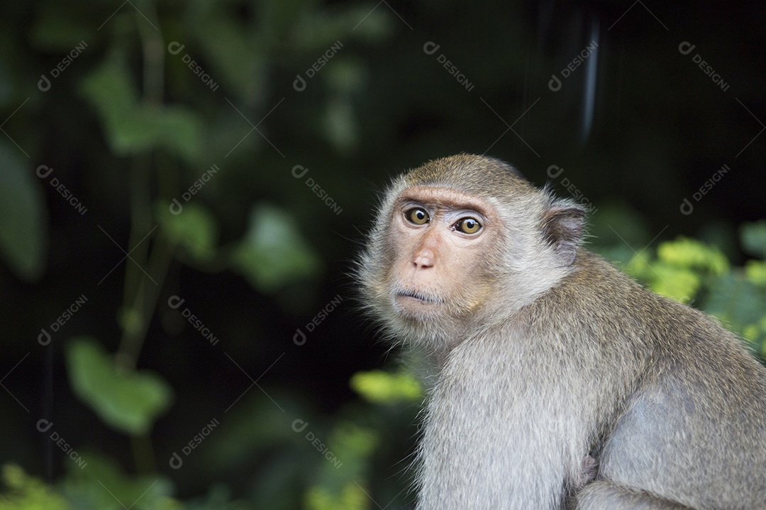 Retrato de macaco na Tailândia. Macaco macaco com pele marrom