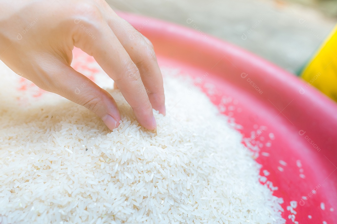 Mão de uma mulher segurando o arroz na bandeja de plástico. branco moído não cozido