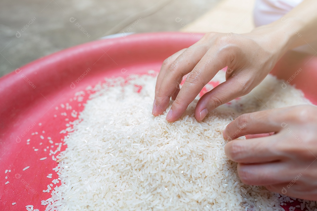 Mão de uma mulher segurando o arroz na bandeja de plástico. branco moído não cozido