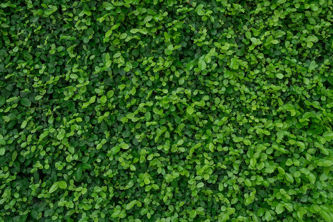 Pequenas folhas verdes em fundo de textura de parede de cobertura. Grande plano