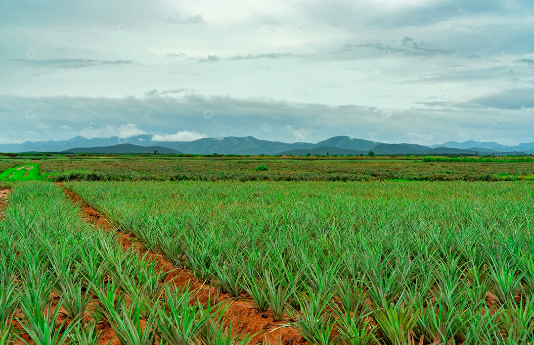 Plantação de abacaxi. Fazenda de abacaxi de paisagem e montanha.
