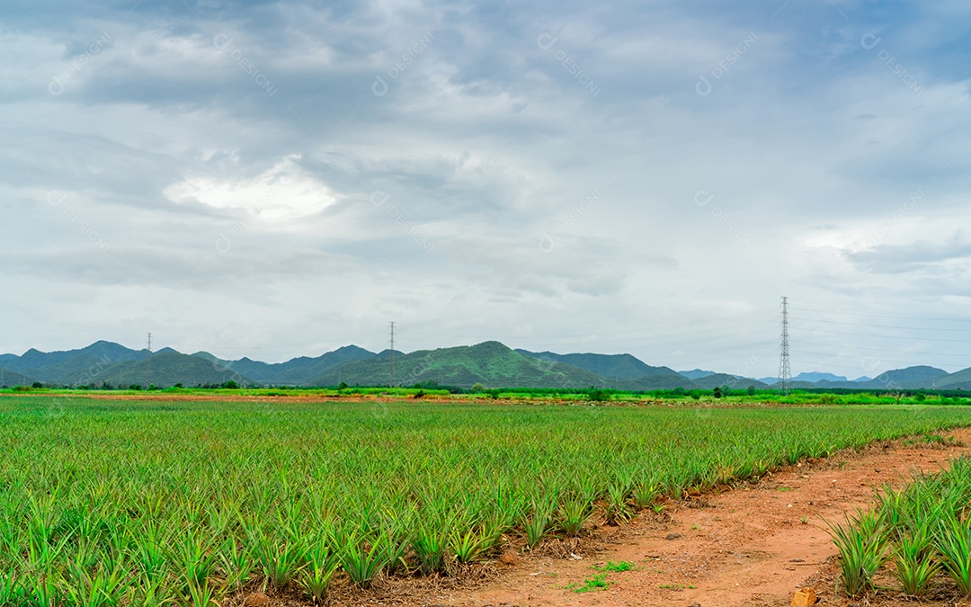 Plantação de abacaxi. Fazenda de abacaxi de paisagem e montanha.