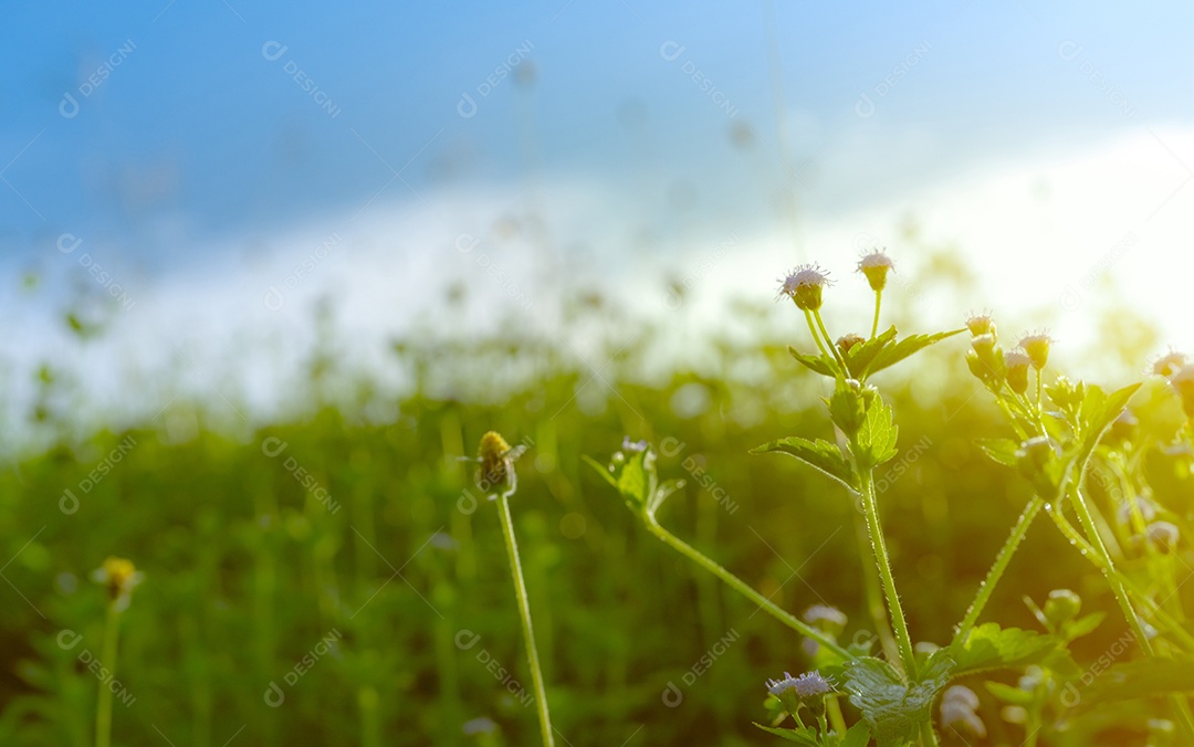 Flor de grama roxa no jardim com luz solar matinal na primavera