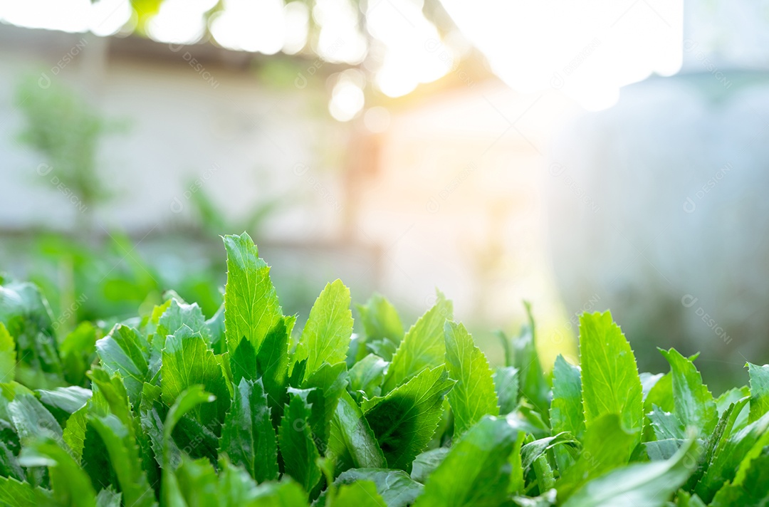 Closeup folhas verdes de culantro (Eryngium foetidum).