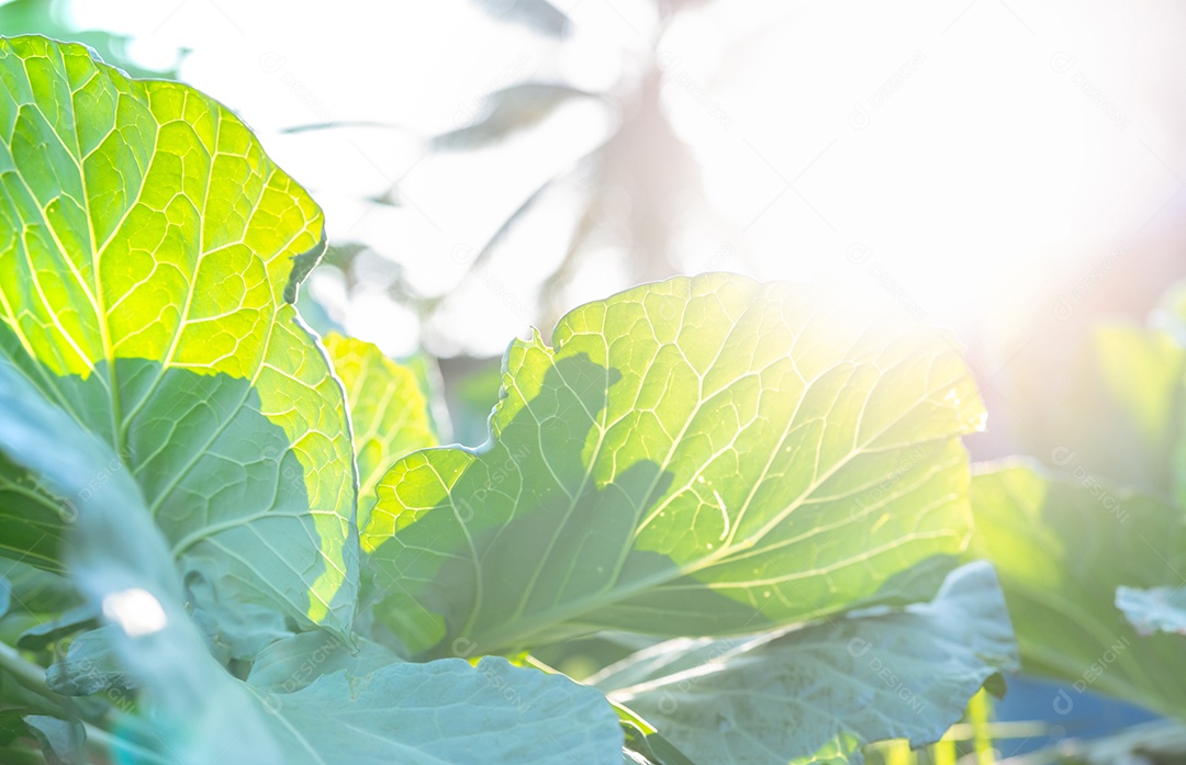 Folhas verdes de vegetais no jardim. Vegetal verde folhoso.