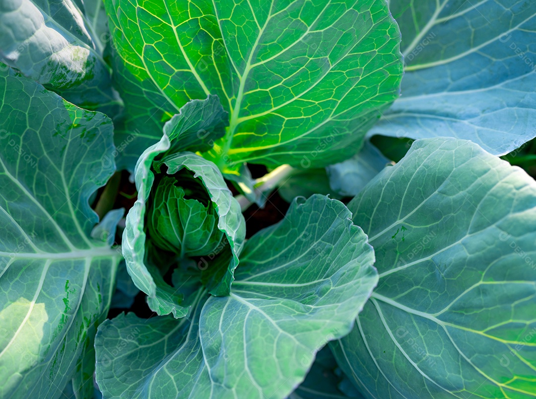 Folhas verdes de vegetais no jardim. Vegetal verde folhoso.