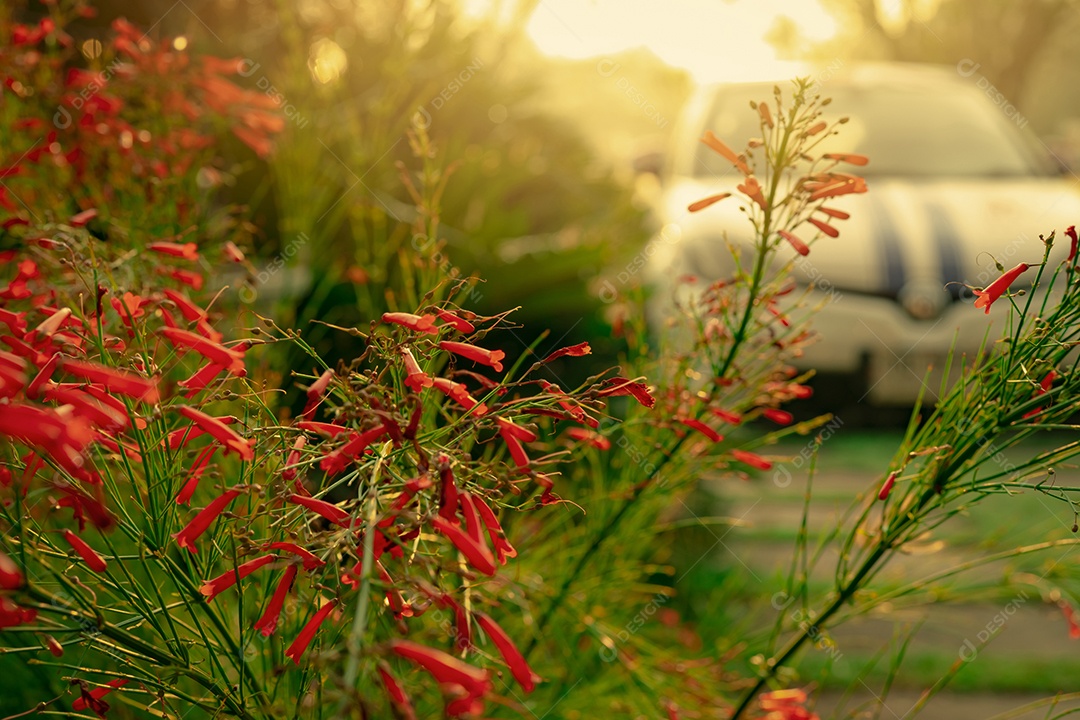 Flor vermelha no jardim perto da área de estacionamento da casa na primavera