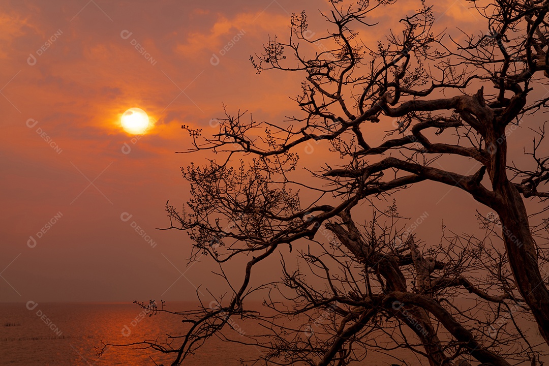 Árvore sem folhas de bela silhueta e céu pôr do sol ao lado do mar
