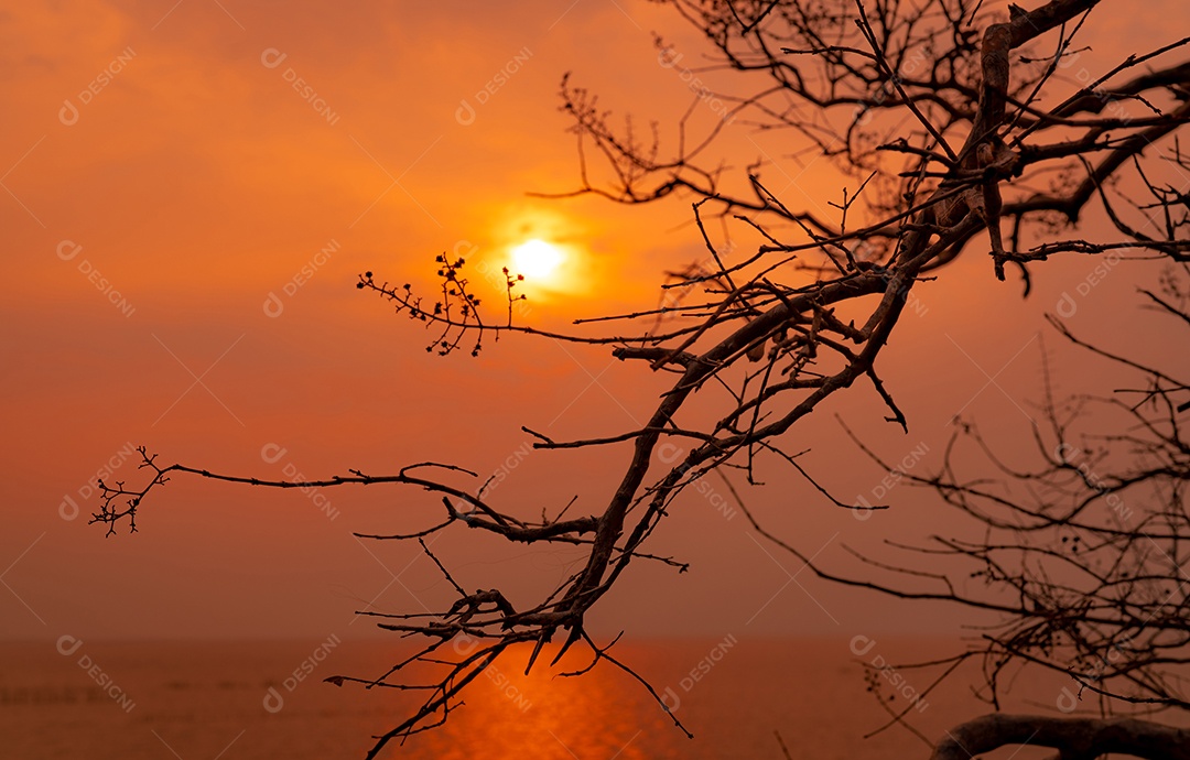 Árvore sem folhas de bela silhueta e céu pôr do sol.