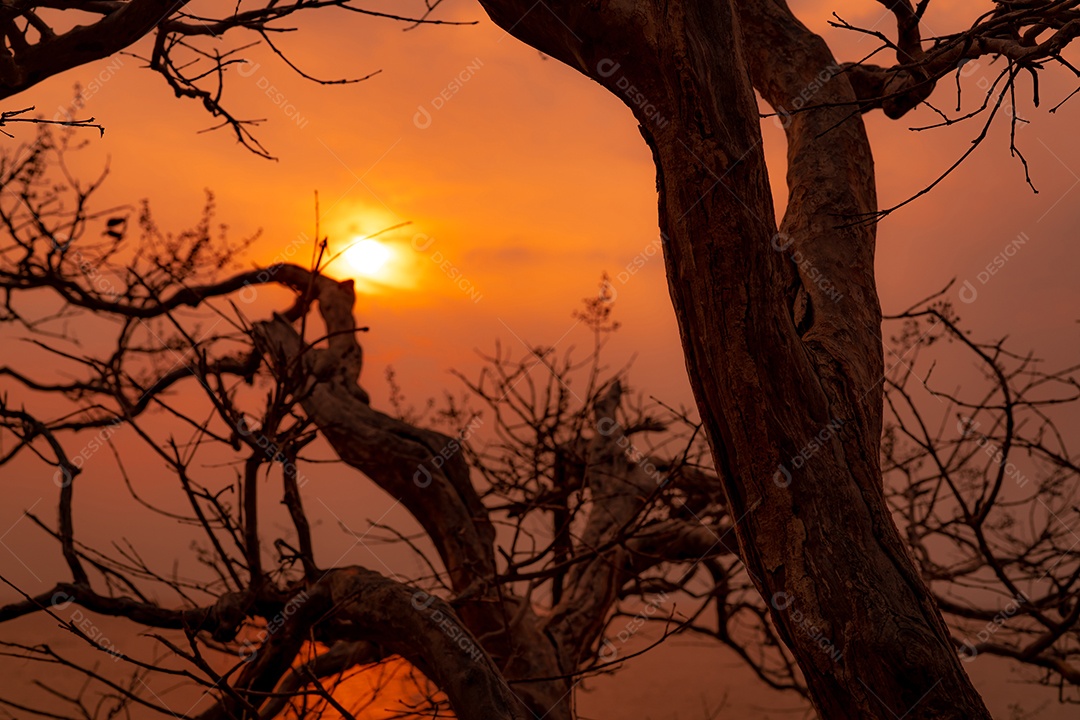 Árvore sem folhas de bela silhueta e céu pôr do sol.