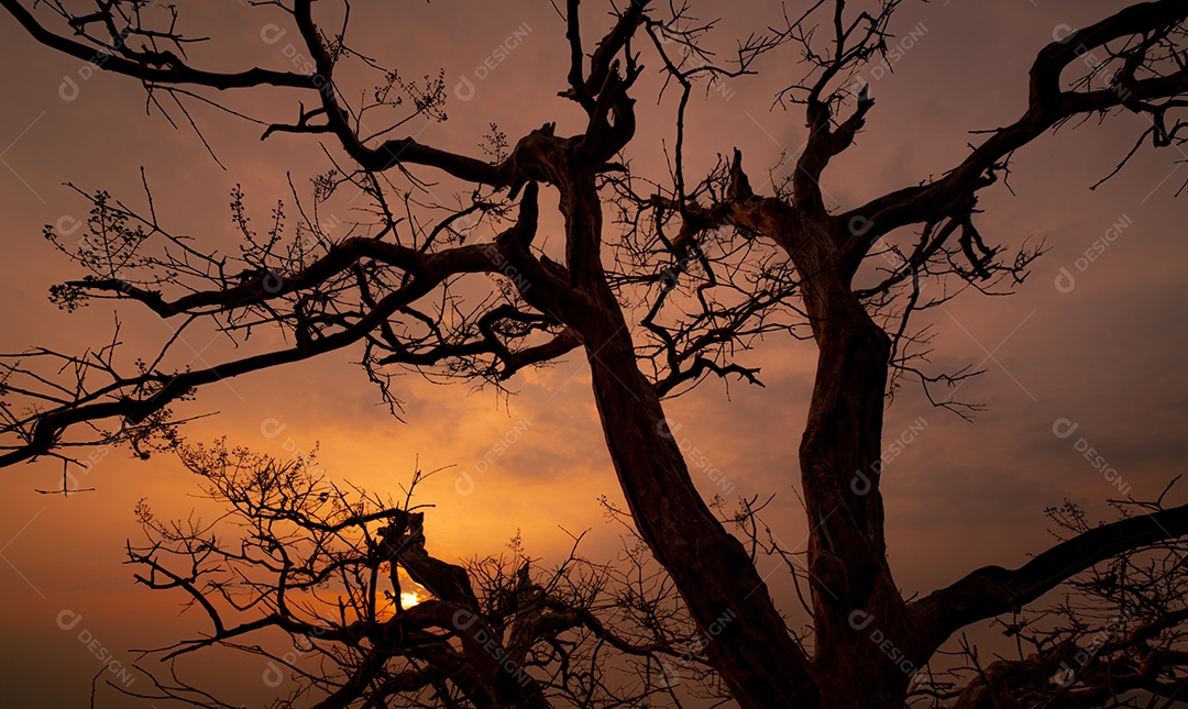 Árvore sem folhas de bela silhueta e céu pôr do sol.