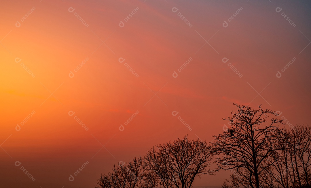 Árvore sem folhas de bela silhueta e céu pôr do sol.